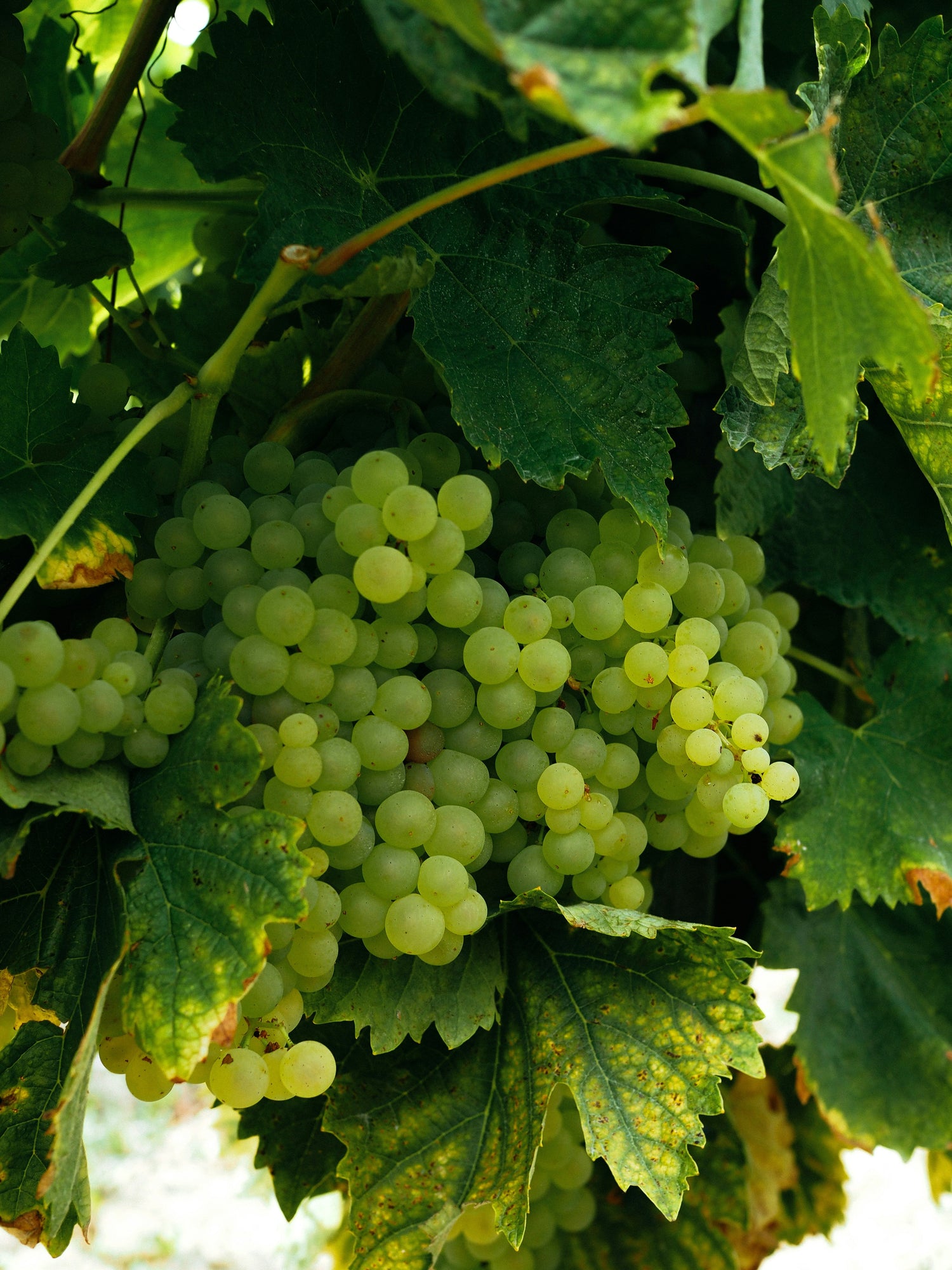 those who like natural wines