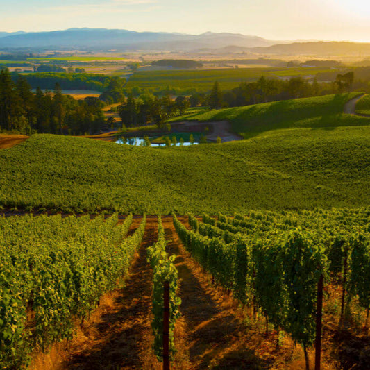 Wine vineyard with rows of grapevines under a clear sky