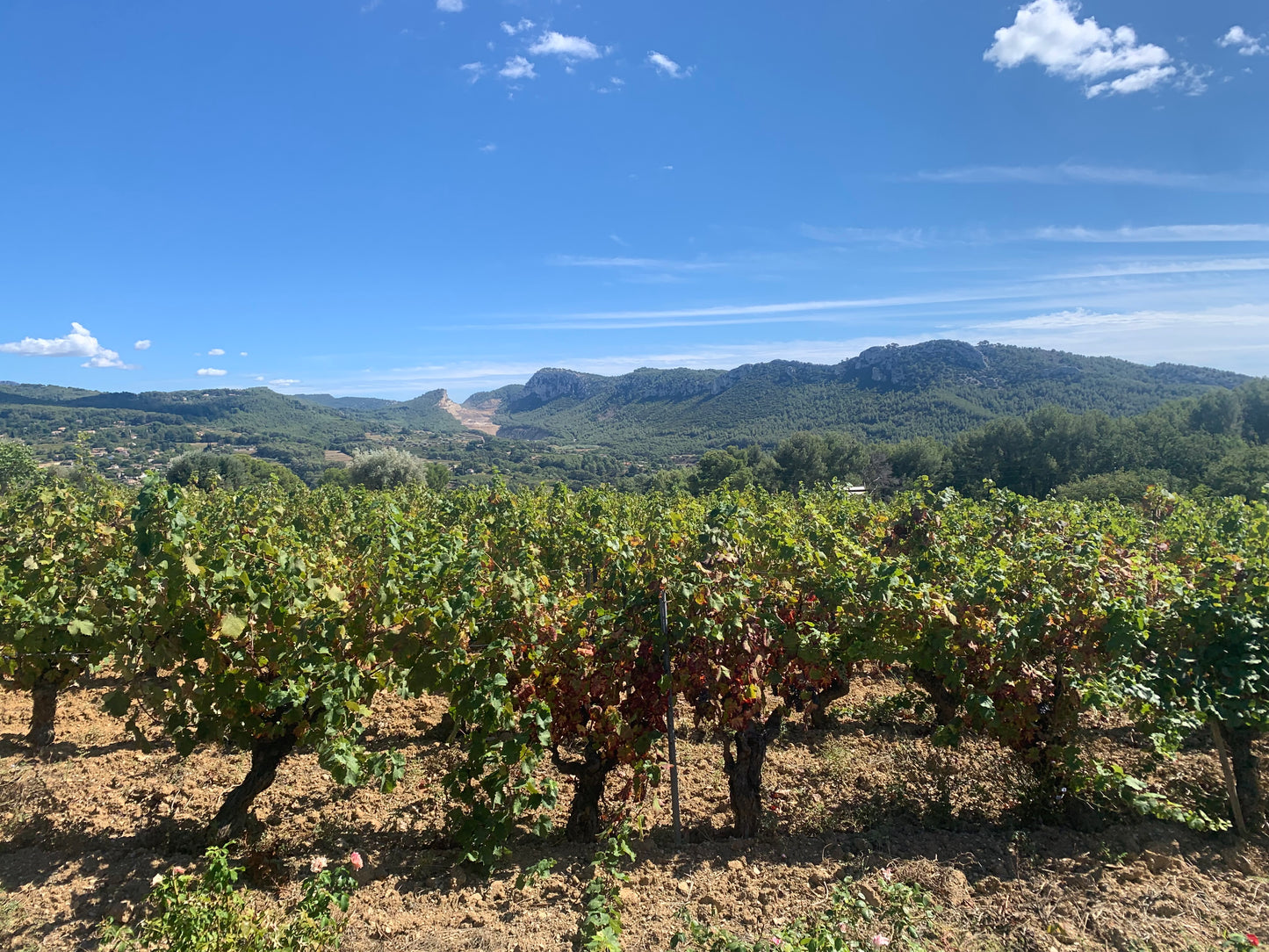 Chateau la Rouviere - Estate Pack